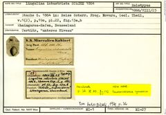 Karteikarte zum Holotyp von Lingulina intustriata Stache, 1864